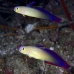 dartfish_decorated_woe_sim_v_0054_tha3801.jpg